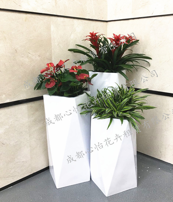 玻缸植物租賃組盆