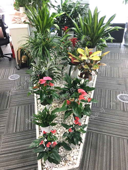 植物花卉租擺組景